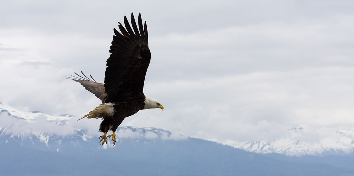 Eagle lifting off in Homer Alaska